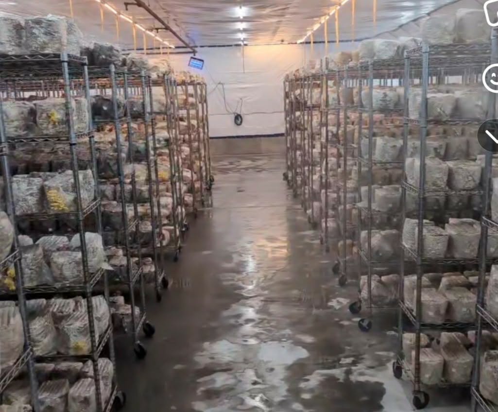 How to Start a Small Mushroom Farm: From Hobby to Side Hustle 