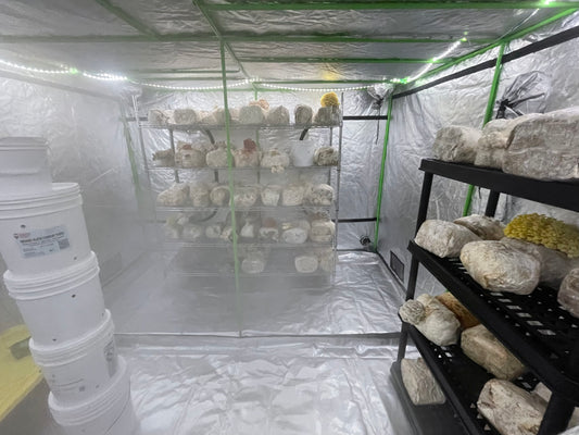 How to Build a Mushroom Grow Room