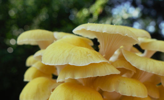 Invasive Species: Golden Oyster Mushrooms