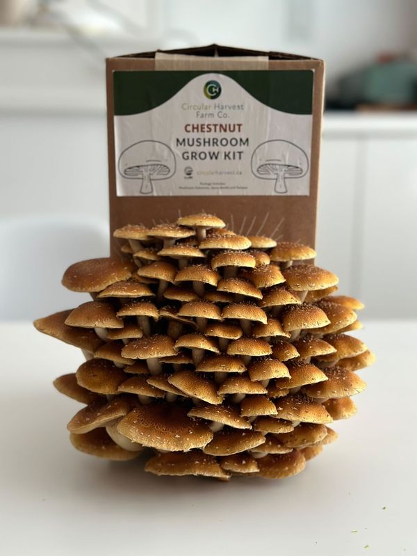 Chestnut Mushroom Grow Kit