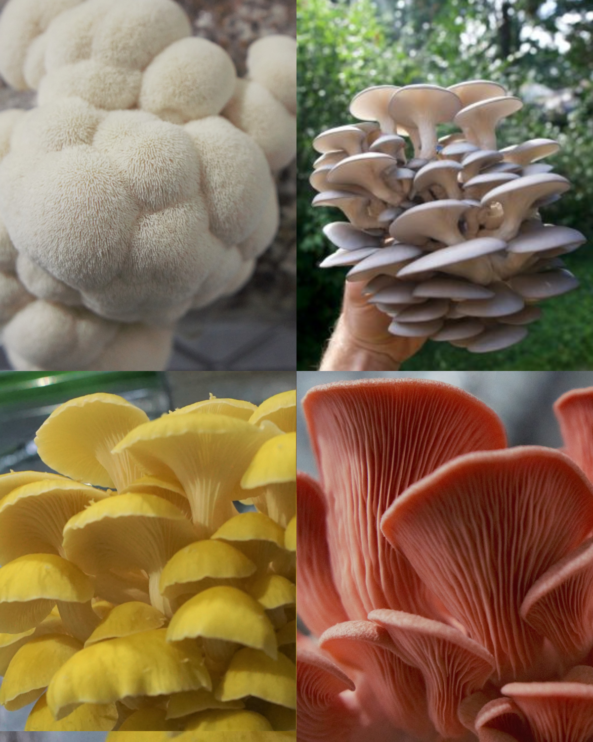 Replacement Mushroom Kit