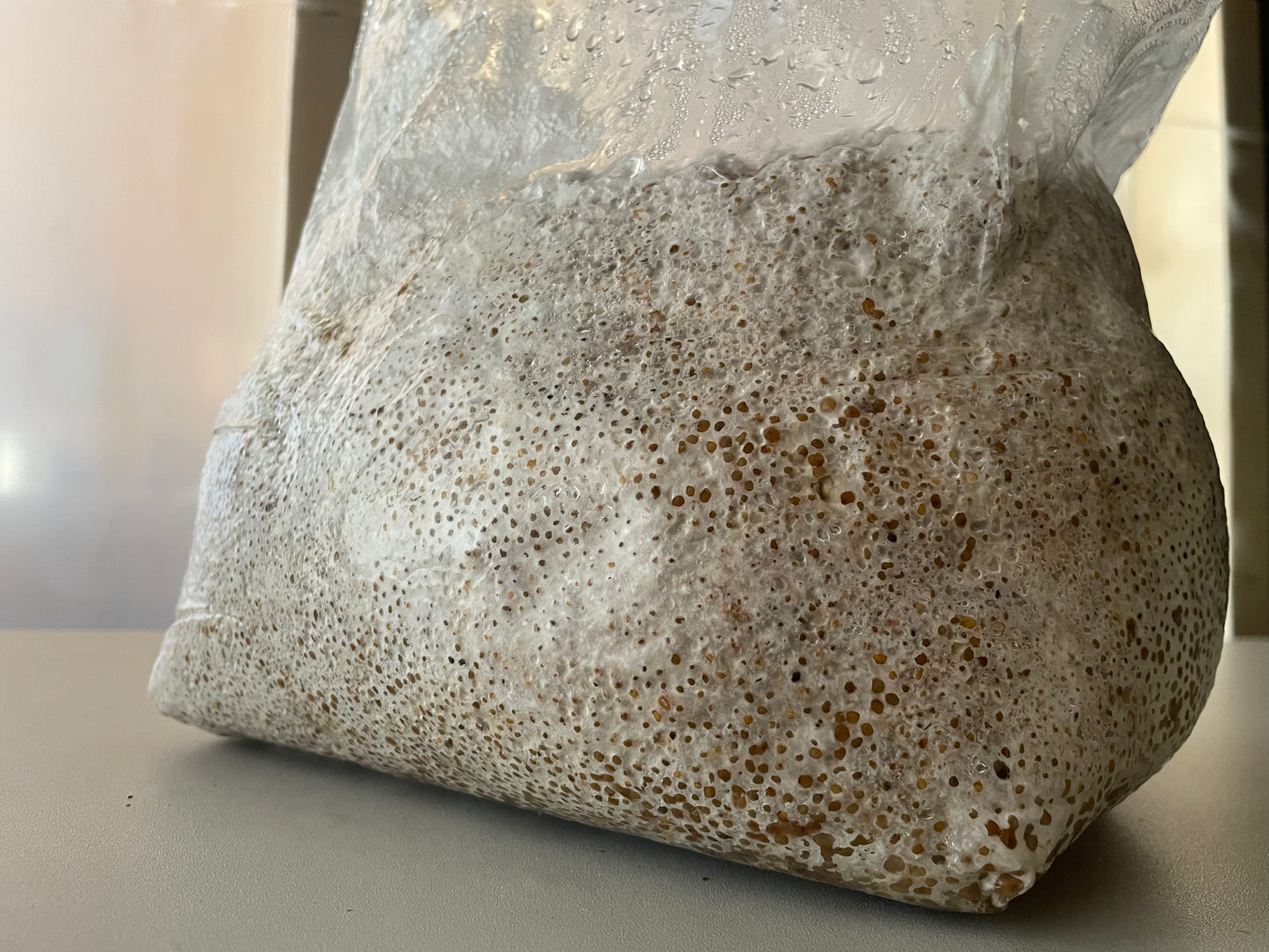 4lb Chestnut Millet Grain Spawn