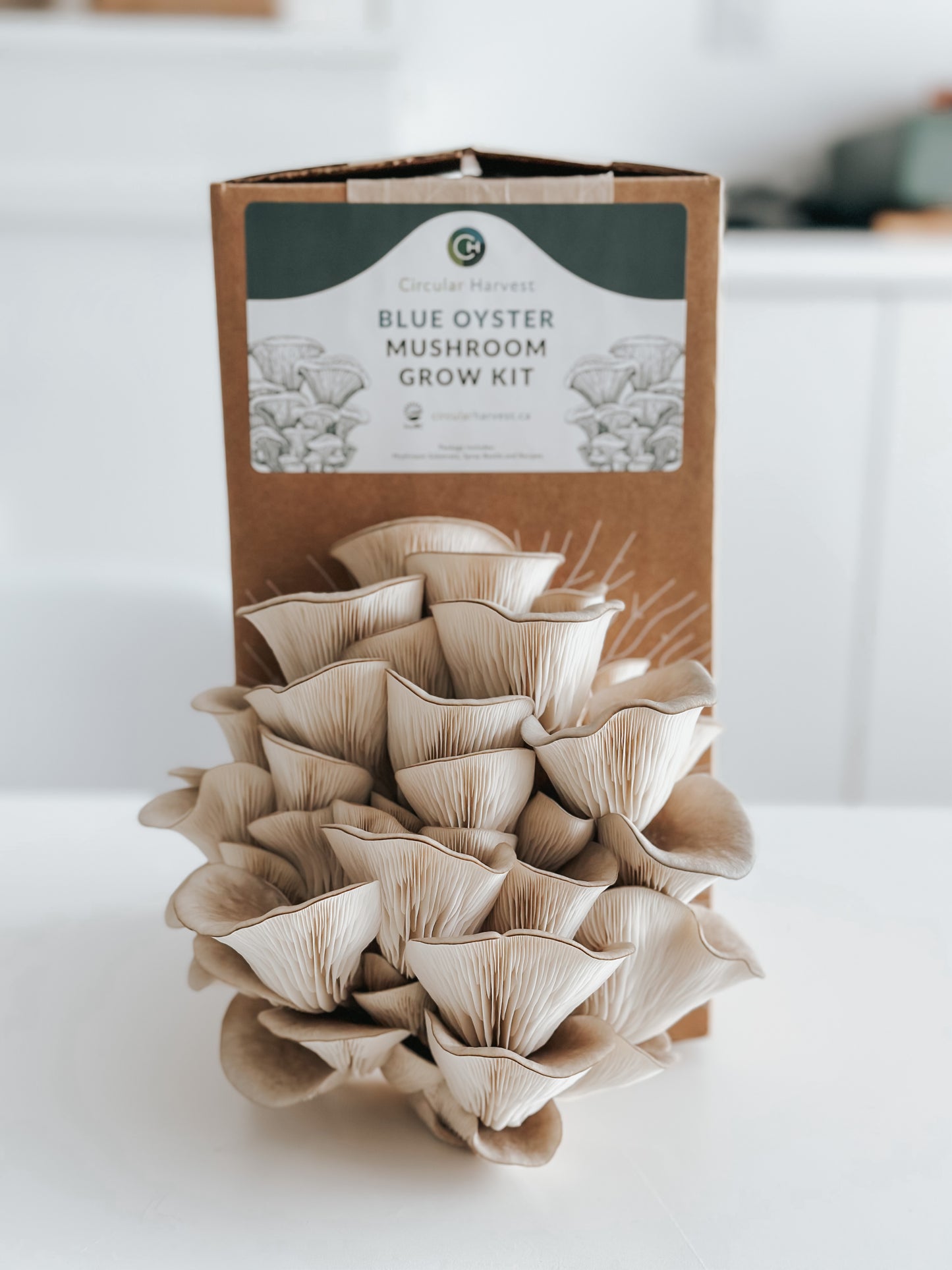 Blue Oyster Mushroom Grow Kit