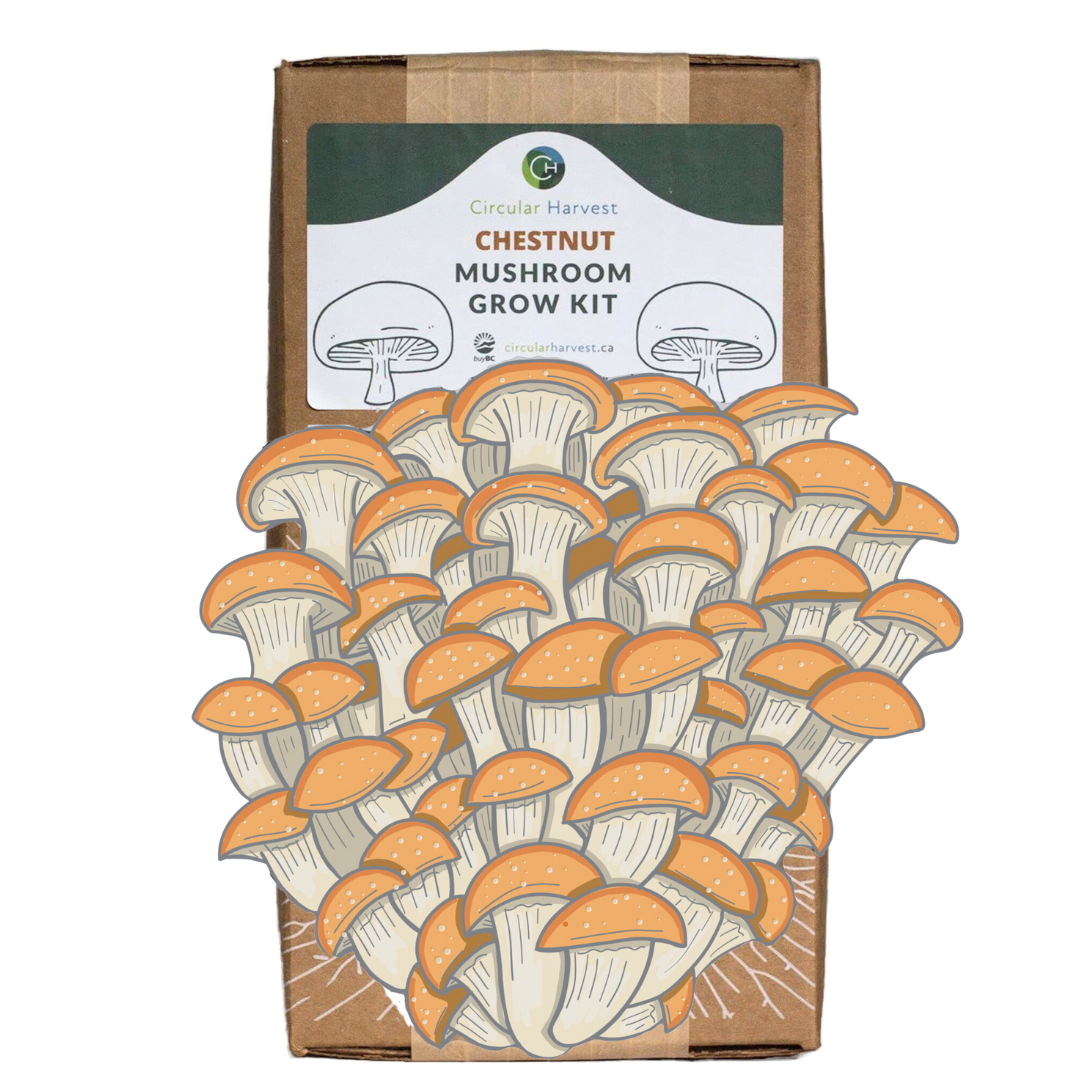 Chestnut Mushroom Grow Kit