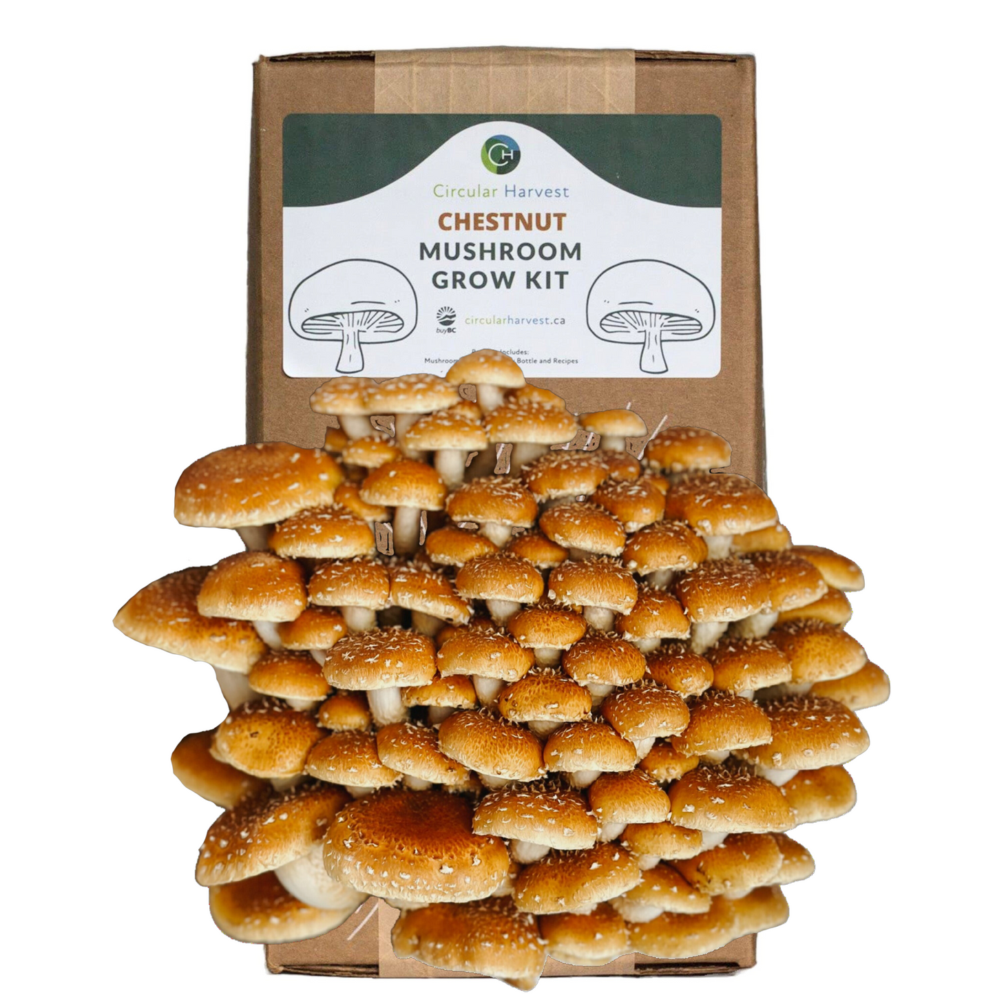 Chestnut Mushroom Grow Kit