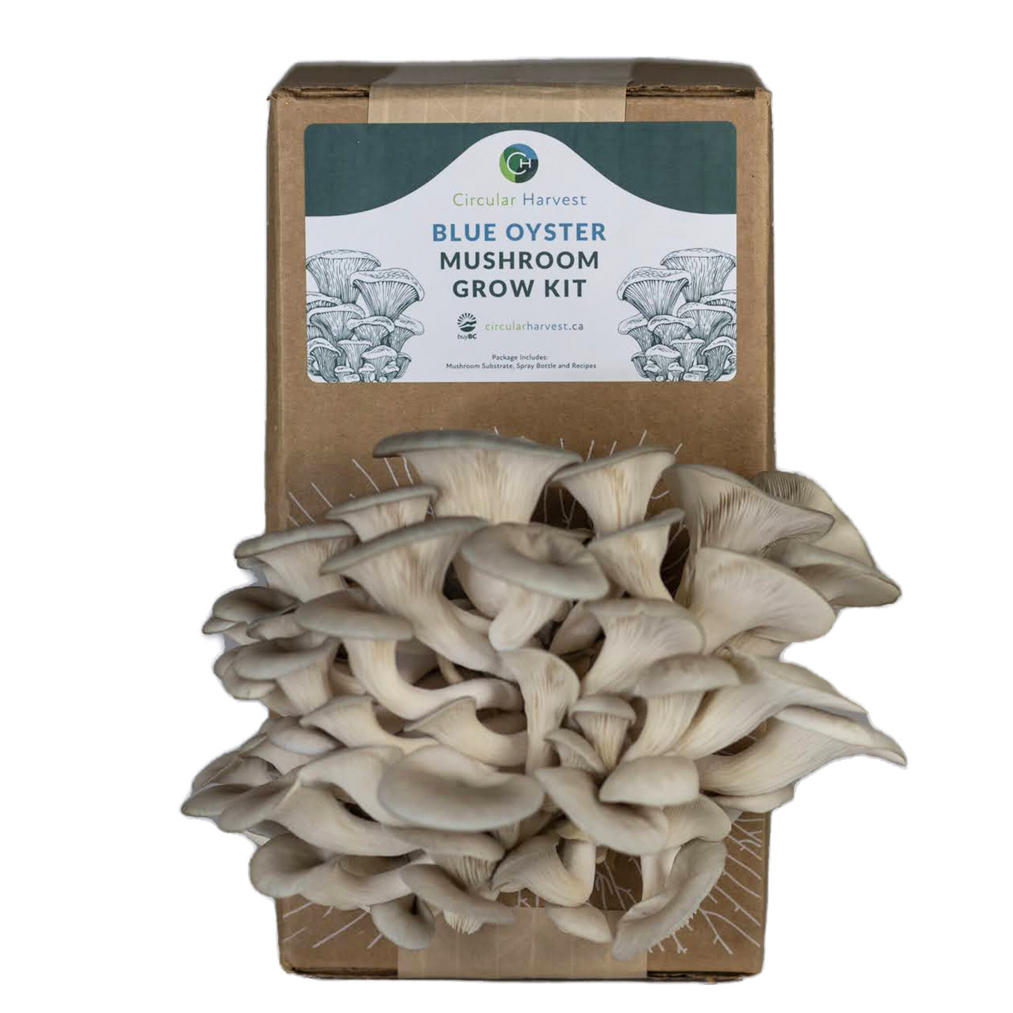 Blue Oyster Mushroom Grow Kit