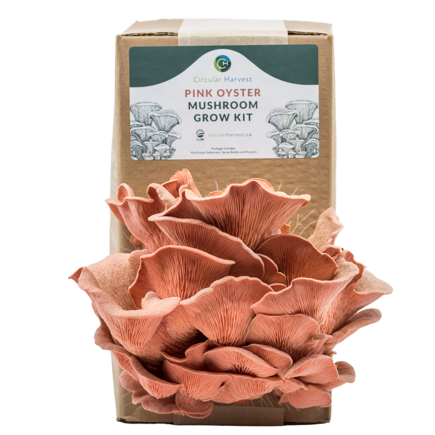 Pink Oyster Mushroom Grow Kit