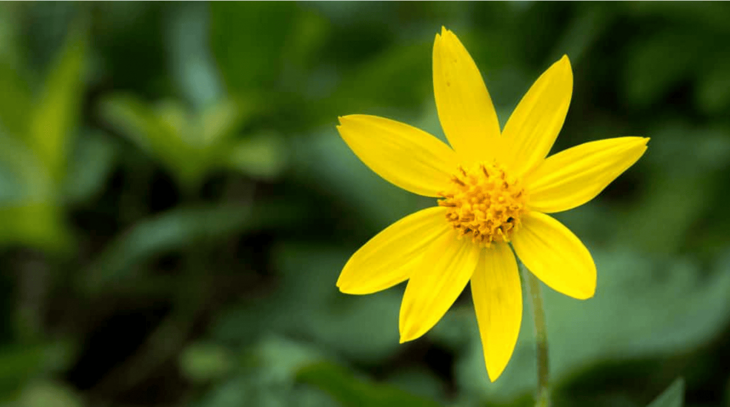 Wild-Harvested Arnica Flowers