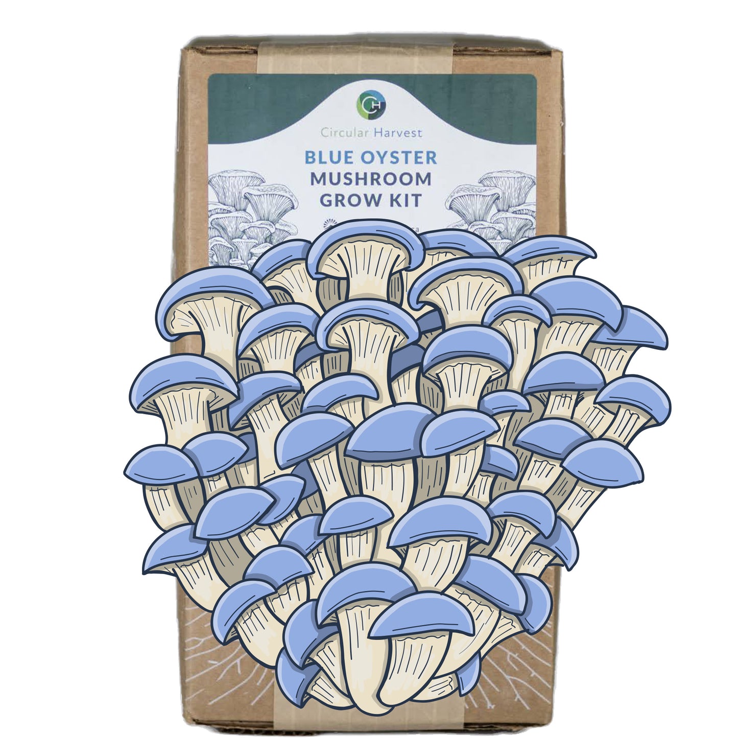 Blue Oyster Mushroom Grow Kit