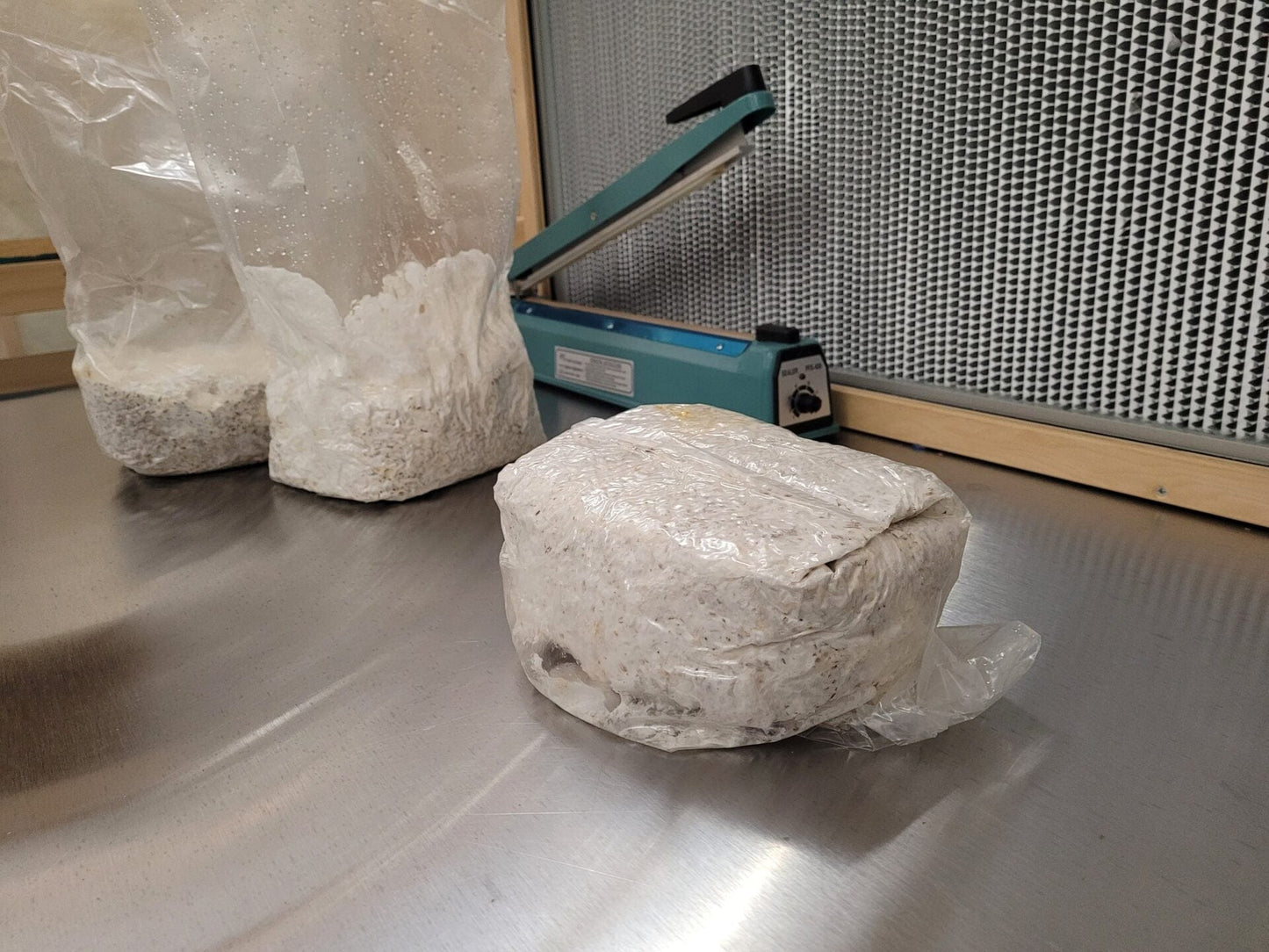 4lb Blue Oyster Millet Grain Spawn