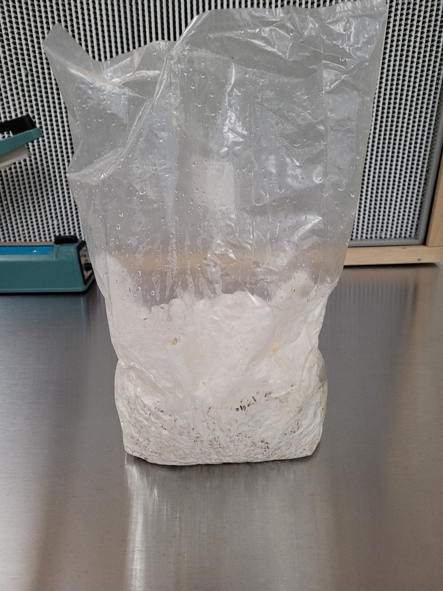 4lb Pink Oyster Millet Grain Spawn