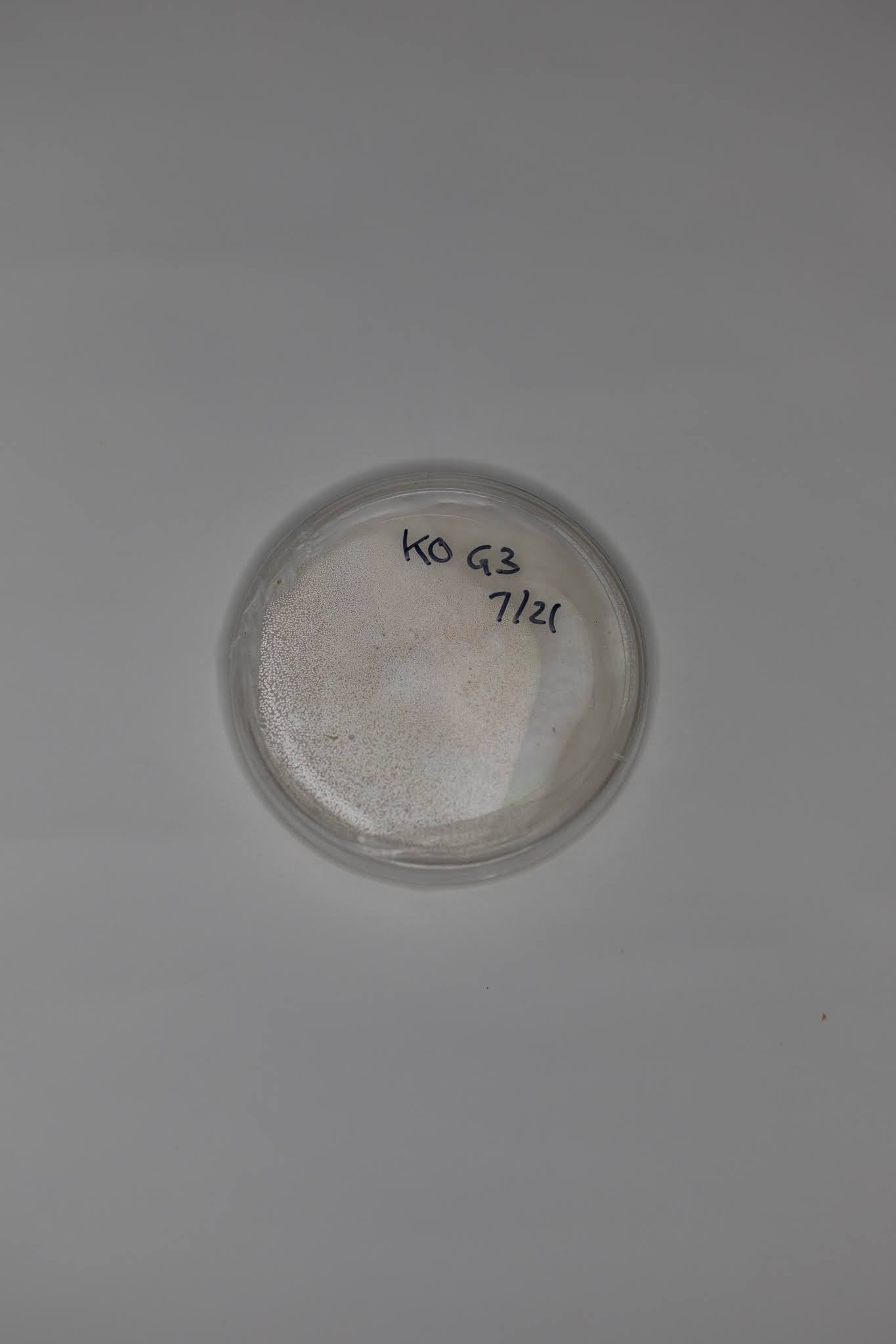 King Oyster (Pleurotus eryngii) Agar Culture