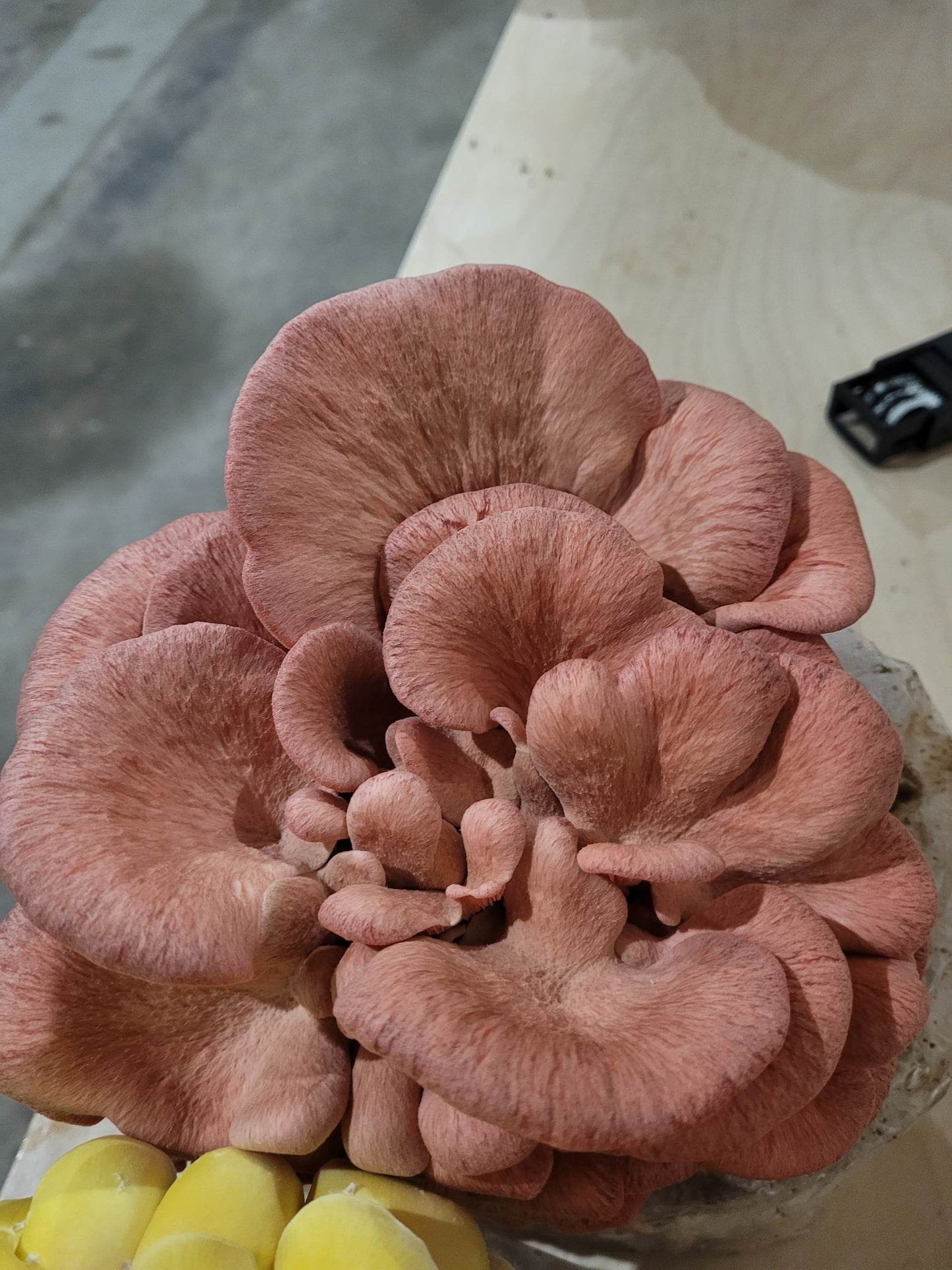 Pink Oyster (Pleurotus djamor) Agar Culture