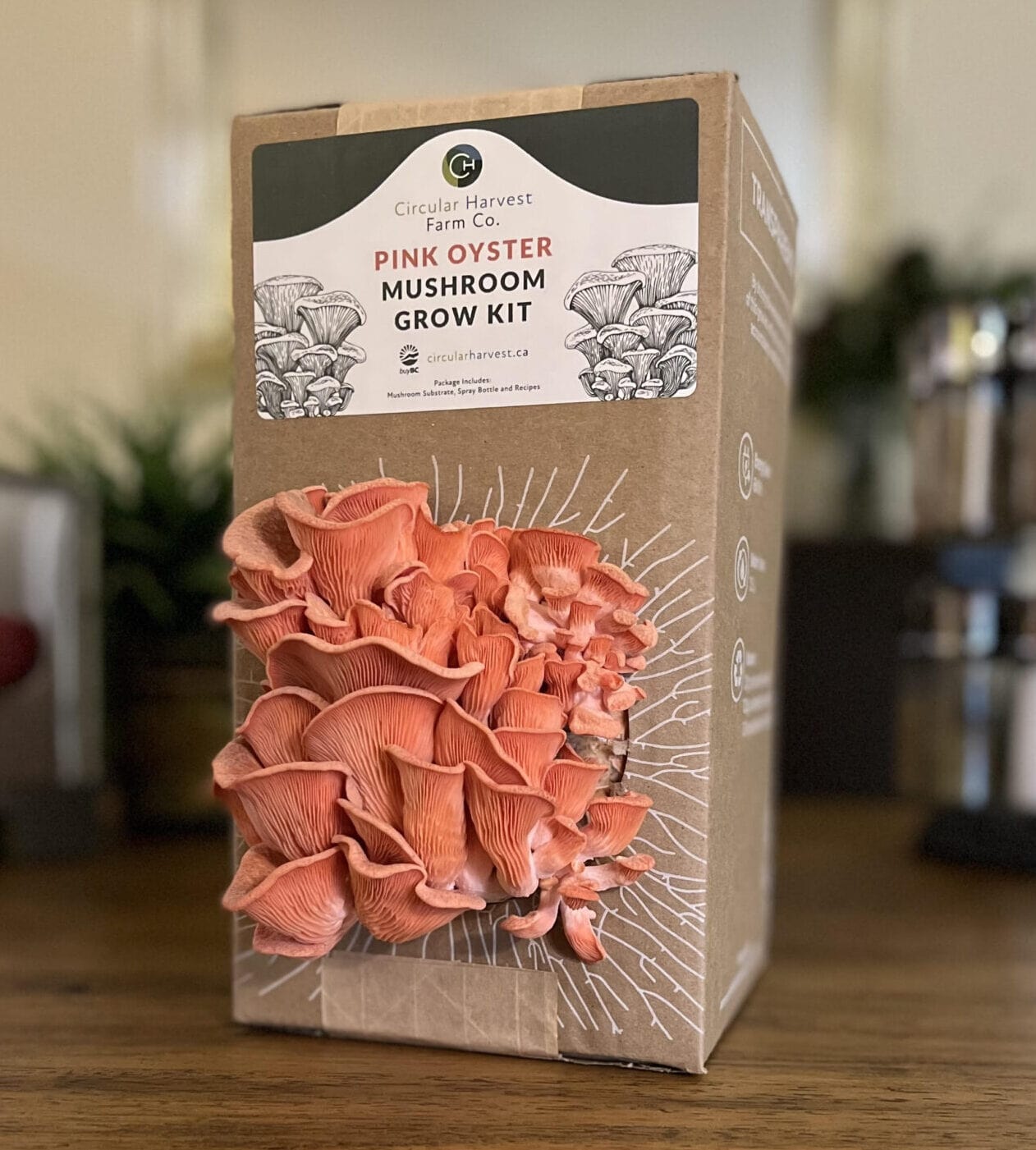 Pink Oyster Mushroom Grow Kit