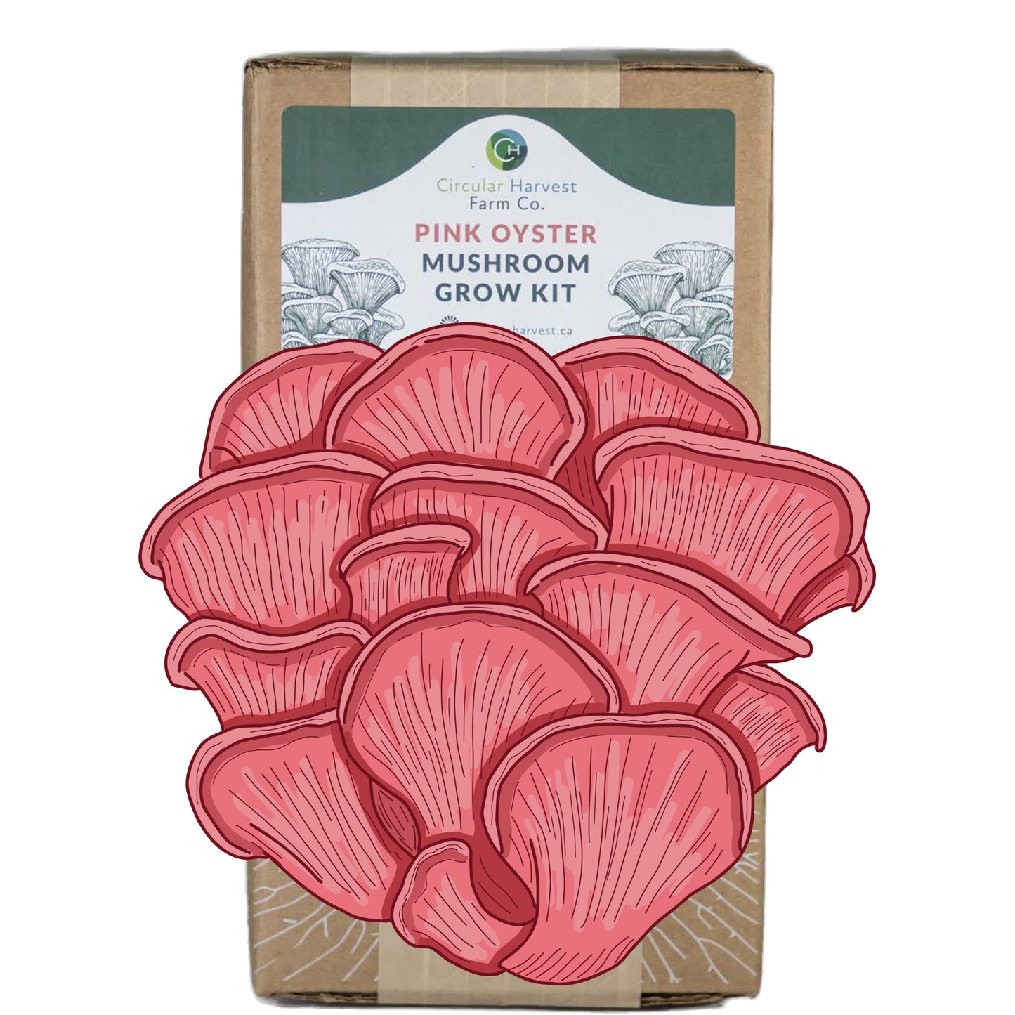 Pink Oyster Mushroom Grow Kit