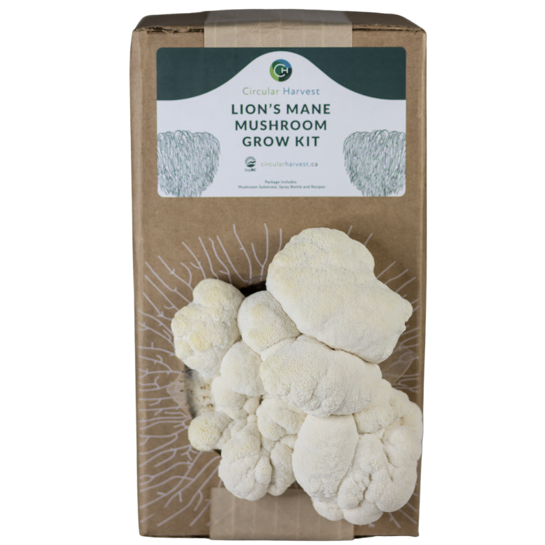 Lion's Mane Mushroom Grow Kit