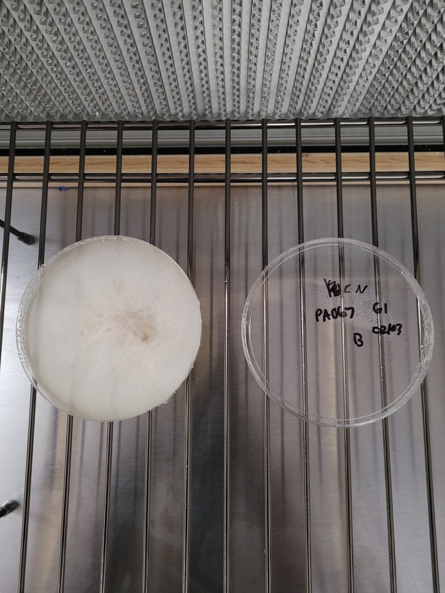 Chestnut (Pholiota Adiposa) Agar Culture
