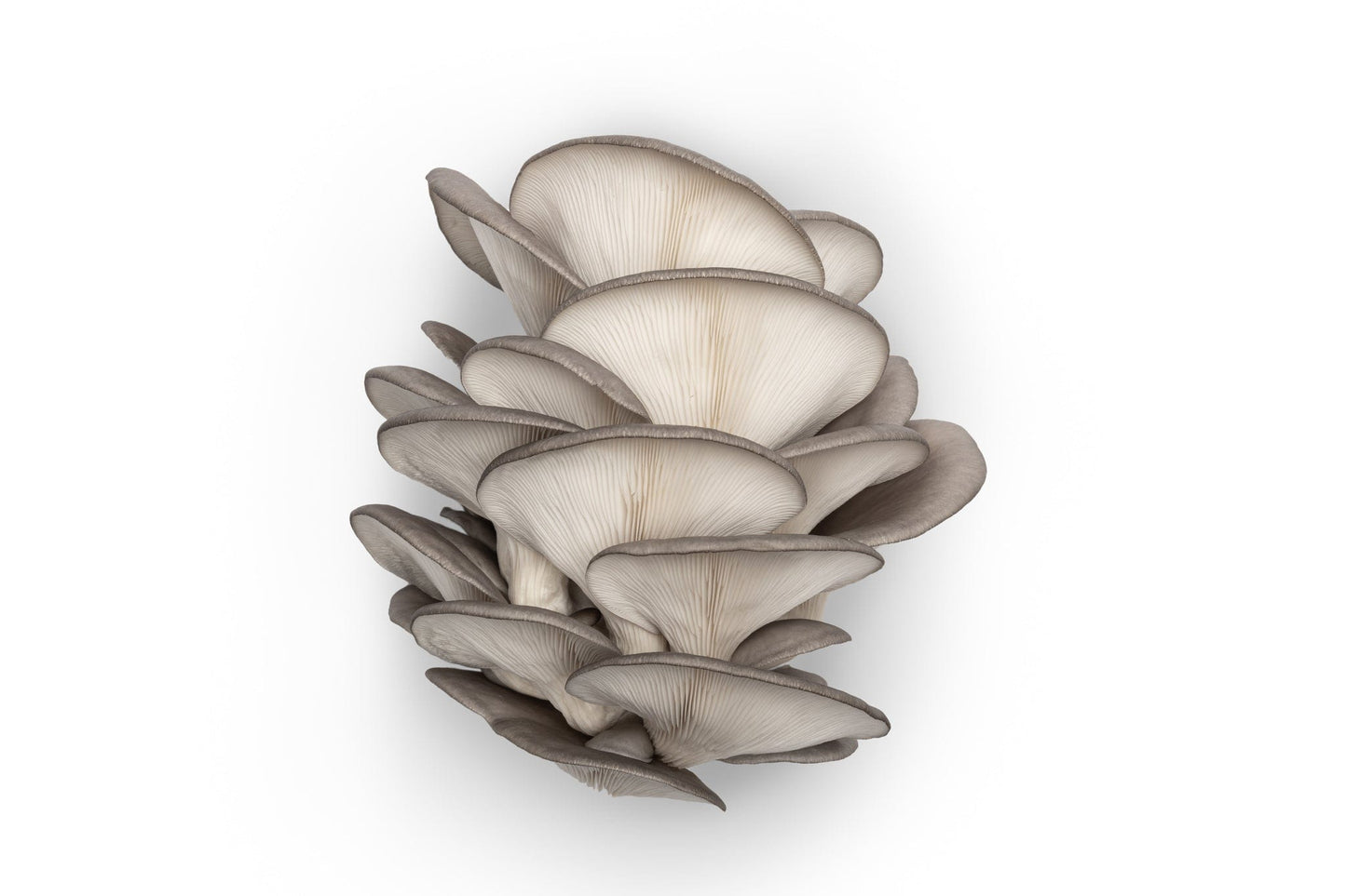 Blue Oyster Mushroom Grow Kit