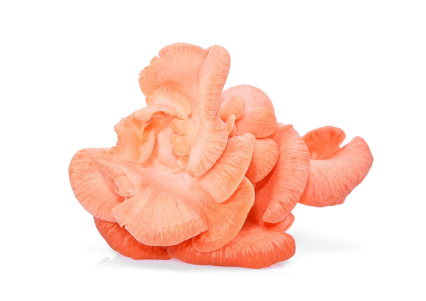 Pink Oyster Mushroom Grow Kit