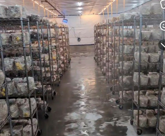 How to Start a Commercial Mushroom Farm