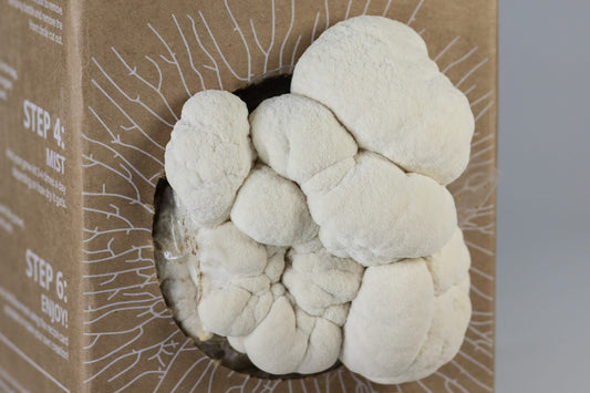 Unlocking the Power of Lion's Mane Mushroom: A Comprehensive Guide to Its Medicinal Benefits