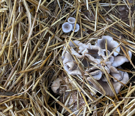 Growing Mushrooms in Your Garden