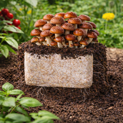 Plant & Grow Mushroom Garden Block