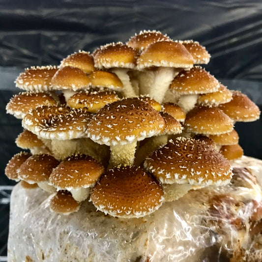 5lb Chestnut Mushroom Substrate