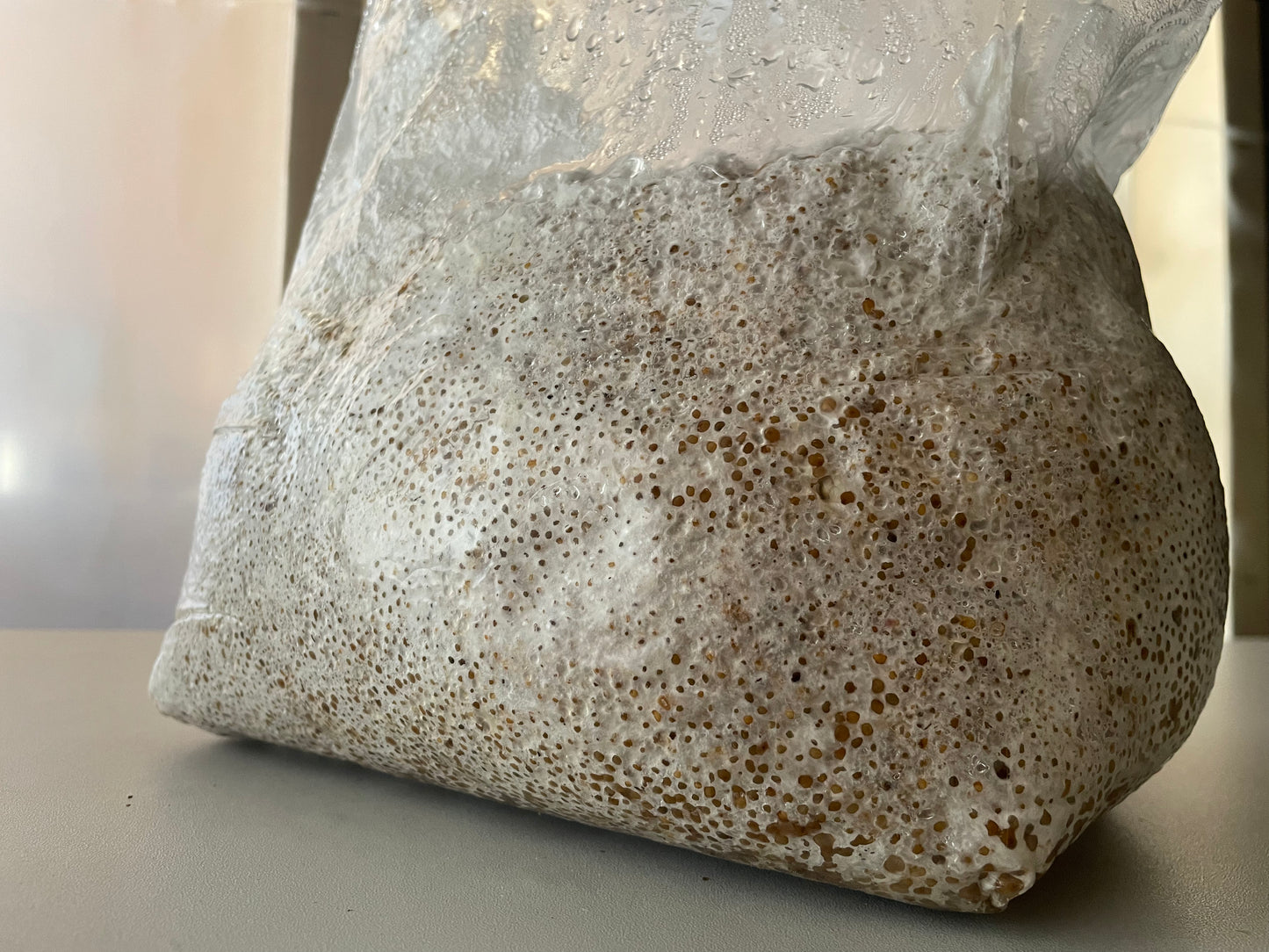5lb Chestnut Millet Grain Spawn