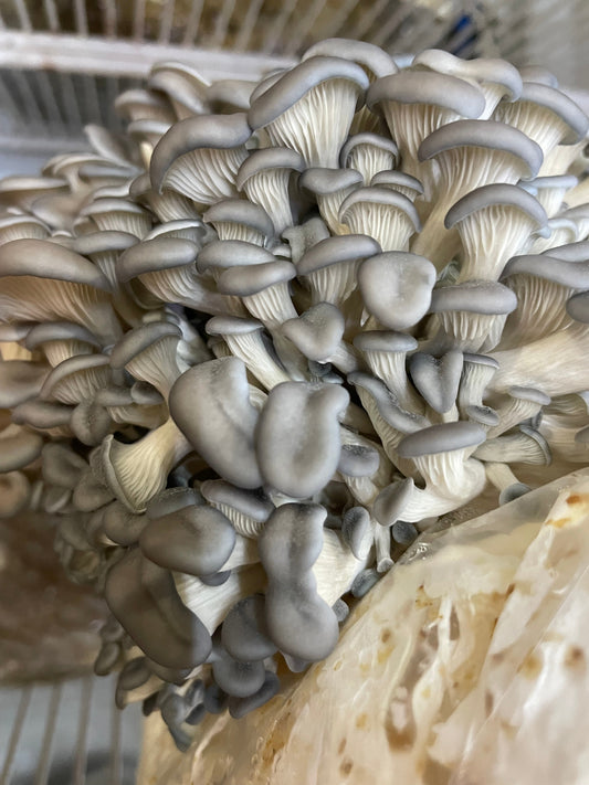 5lb Blue Oyster Mushroom Substrate