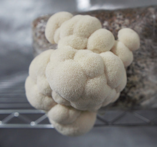 5lb Lion's Mane Mushroom Substrate