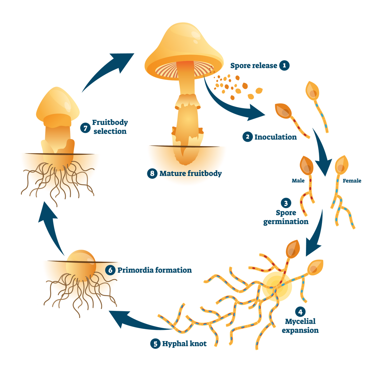 Mycological Loop All About Mycology – Circular Harvest