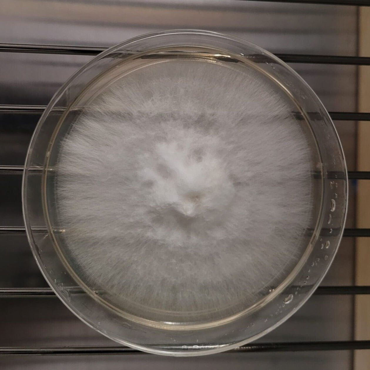 Lion's Mane (Hericium erinaceus) Agar Culture