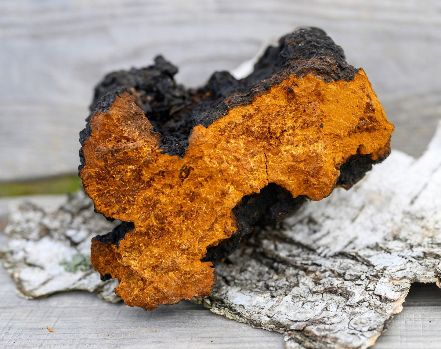 Wild Harvested Chaga Mushroom