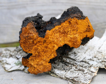 Wild Harvested Chaga Mushroom