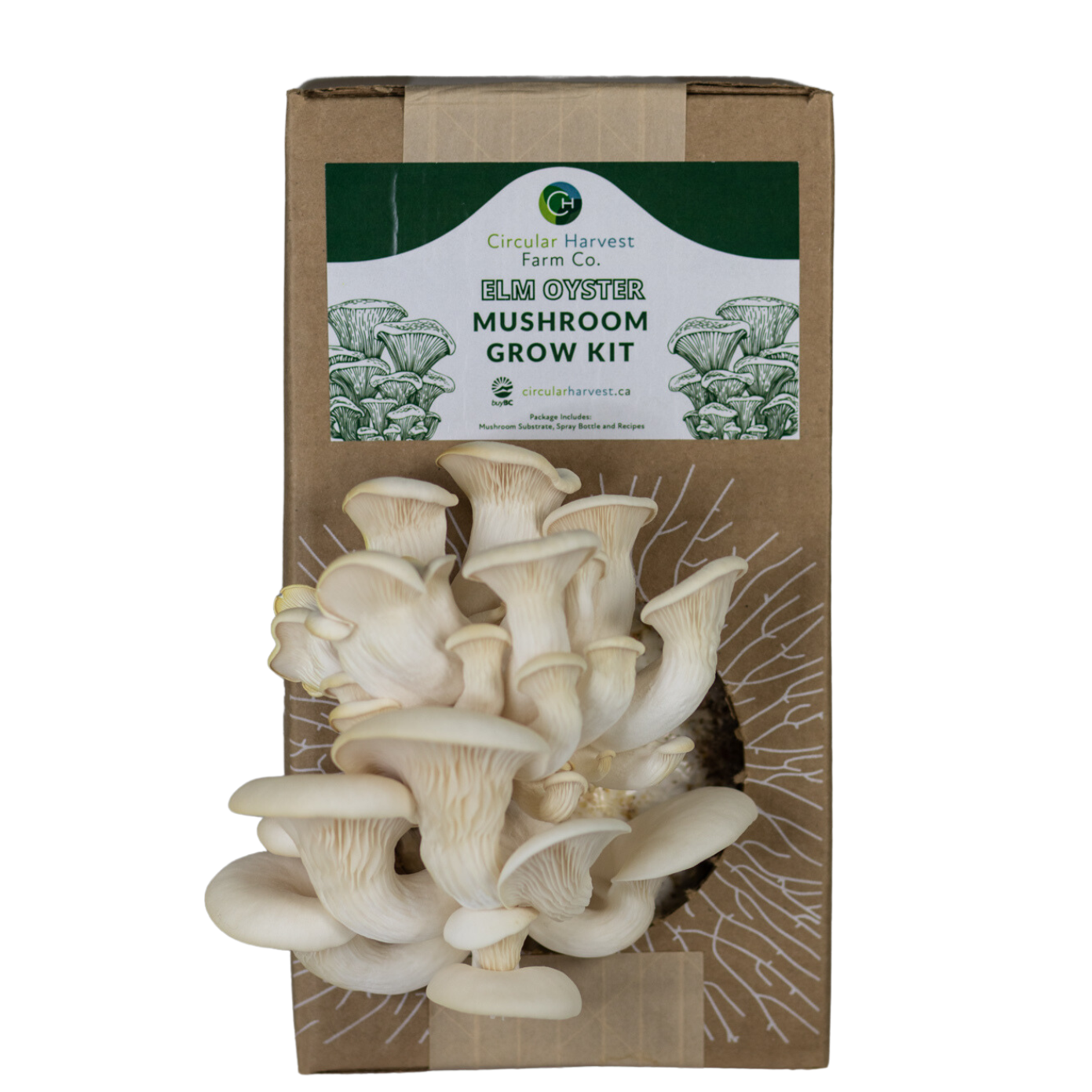 White Oyster Mushroom Grow Kit