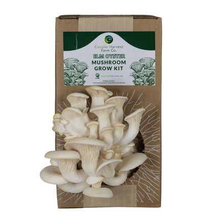 White Oyster Mushroom Grow Kit