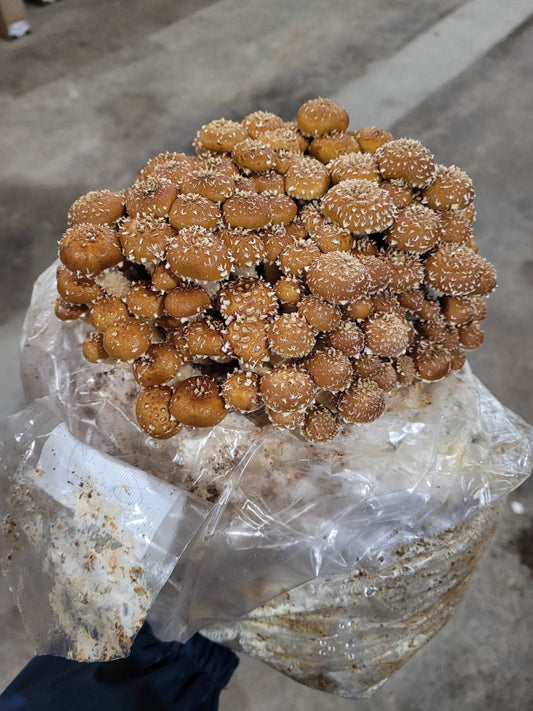 Chestnut (Pholiota Adiposa) Agar Culture