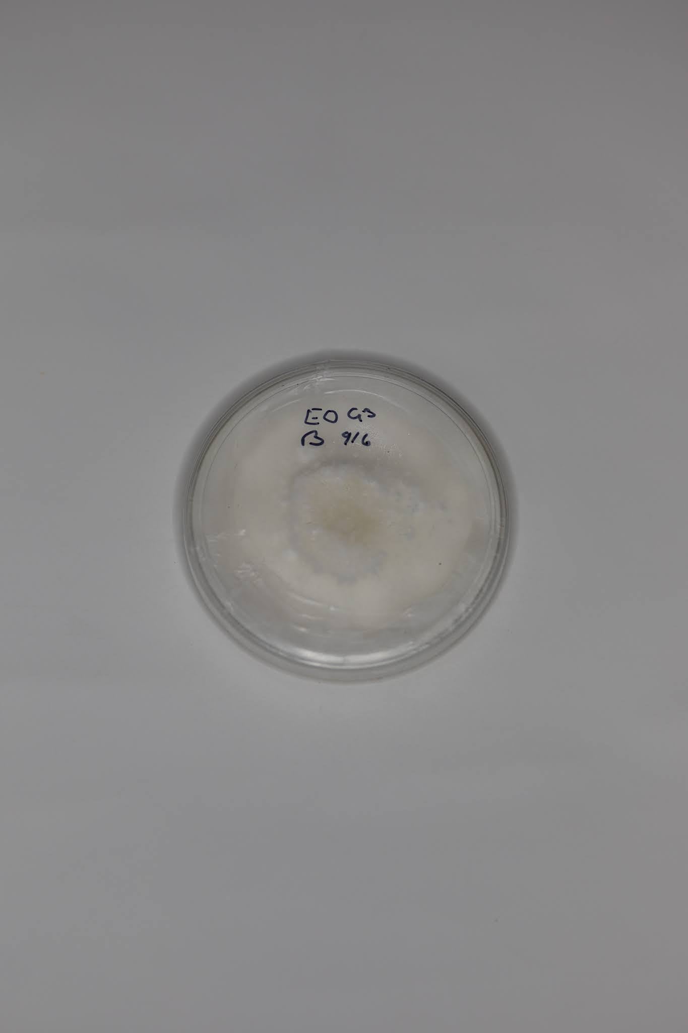 Pearl Oyster (Pleurotus ostreatus) Agar Culture