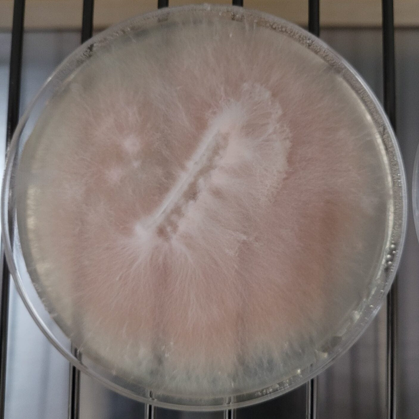 Pink Oyster (Pleurotus djamor) Agar Culture