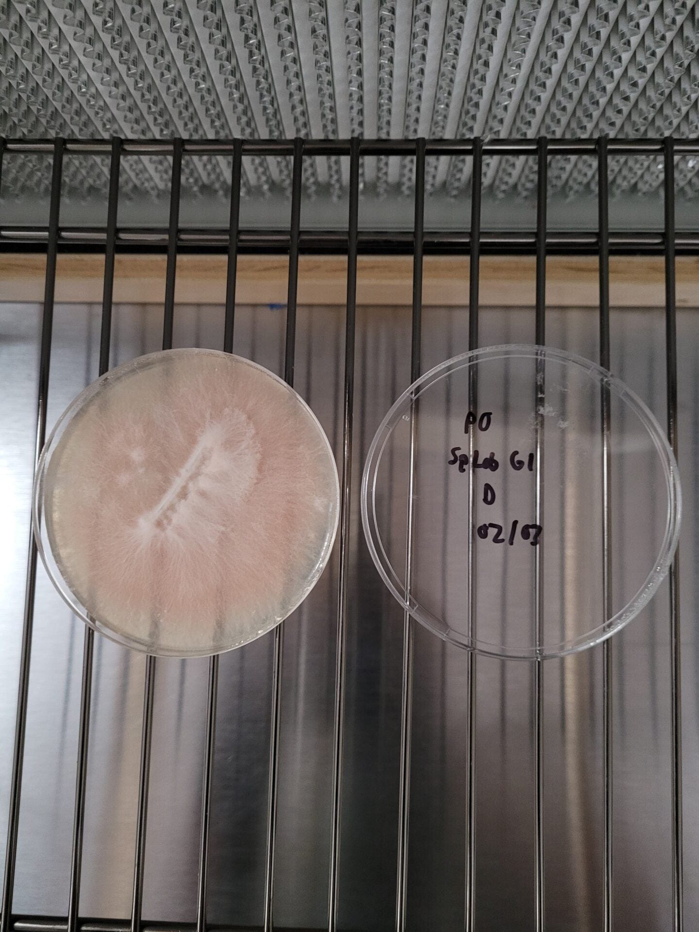 Pink Oyster (Pleurotus djamor) Agar Culture