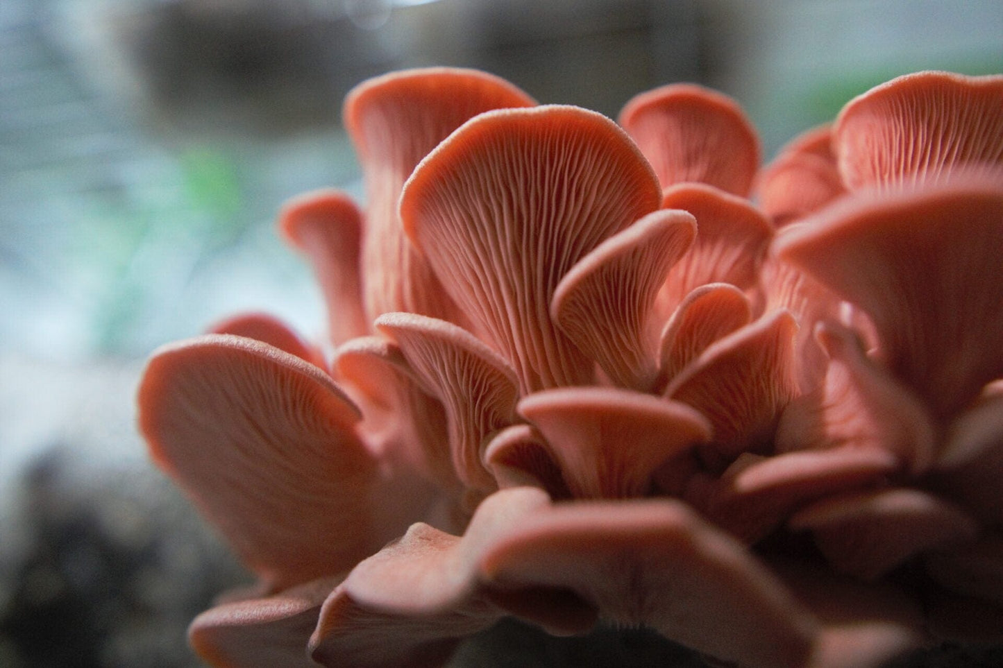 Pink Oyster (Pleurotus djamor) Agar Culture