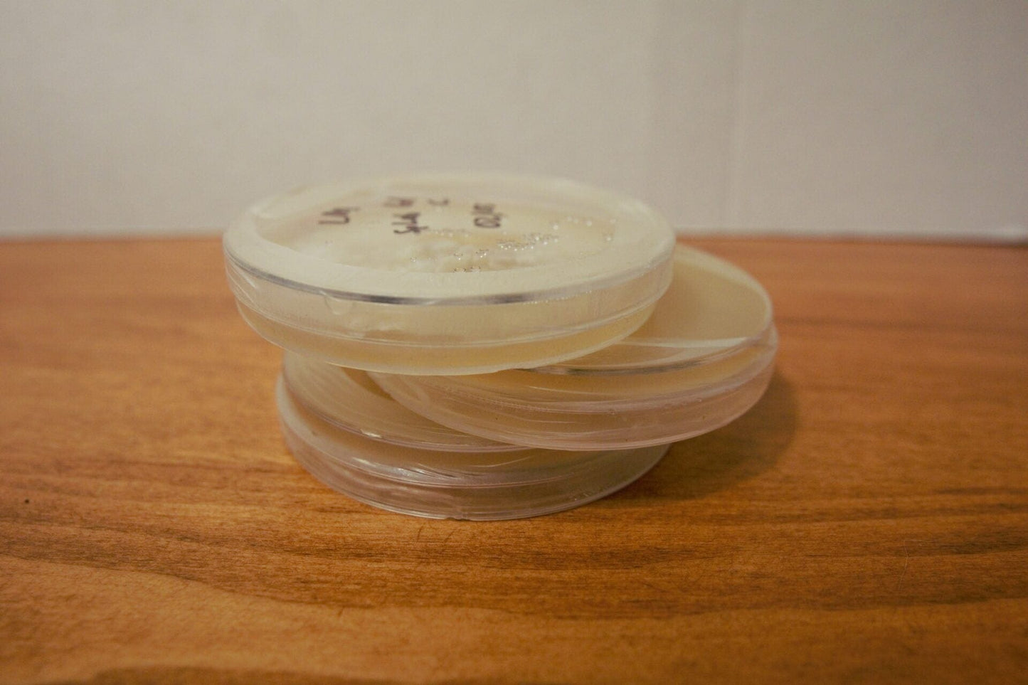 Pink Oyster (Pleurotus djamor) Agar Culture